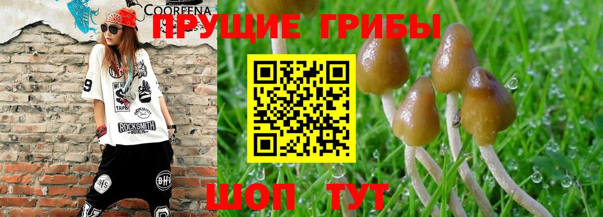 Псилоцибиновые грибы Psilocybine cubensis Великий Устюг